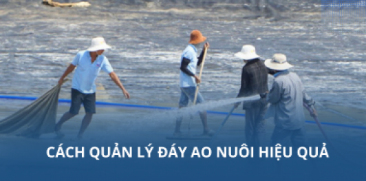 Cách quản lý đáy ao nuôi hiệu quả